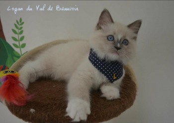 mâle blue point-mitted - Chatterie Ragdolls du Val de Beauvoir